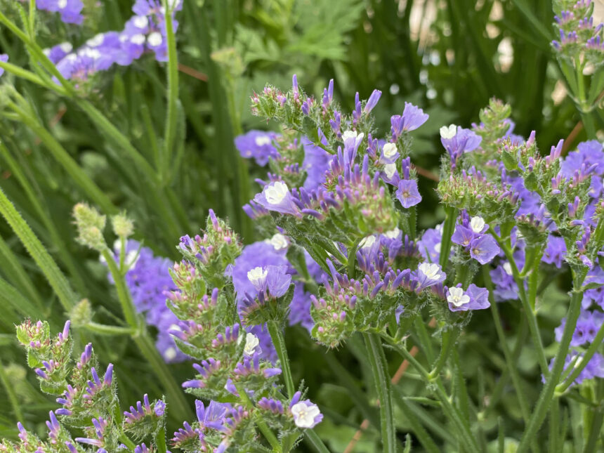 スターチス【ヴィンテージグレープ】20本 ネコポス 生花 セミドライ  